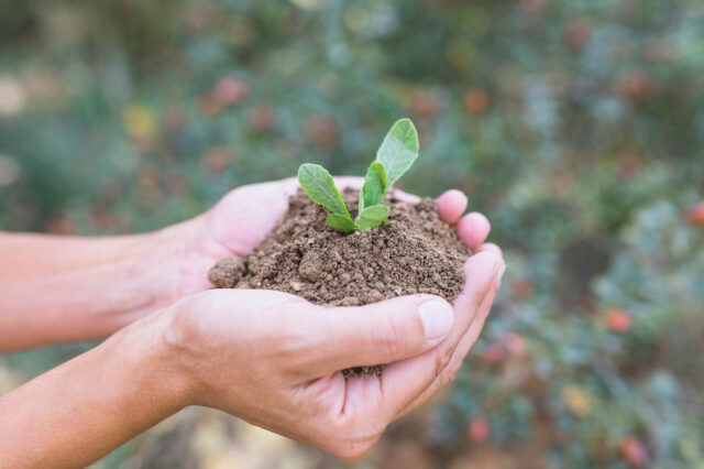 Agricoltura_mani_pianta-02